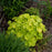 Coral Bells, Guacamole Heuchera