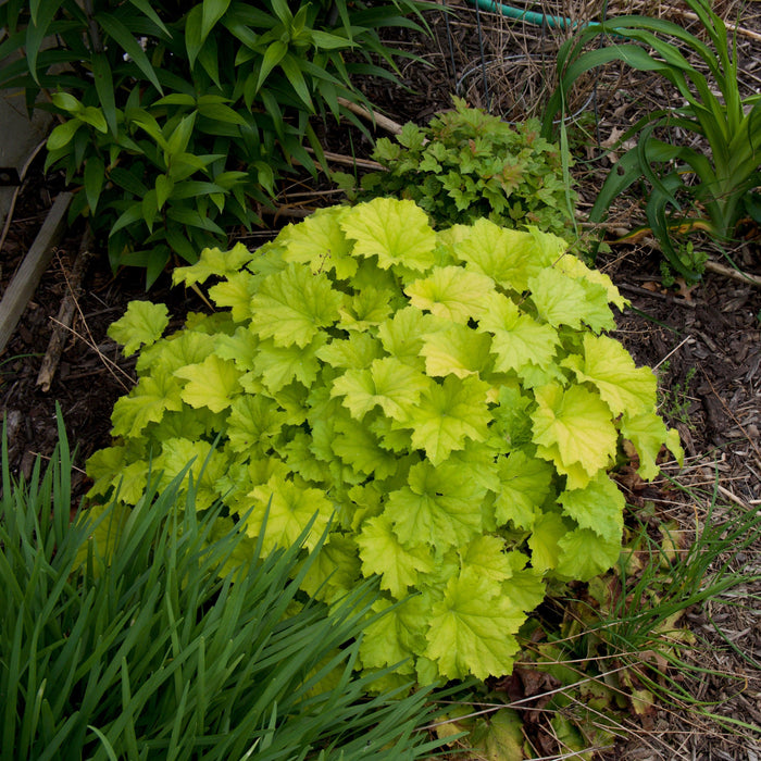 Coral Bells, Guacamole Heuchera