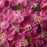 Yarrow, Milly Rock™ Rose Yarrow