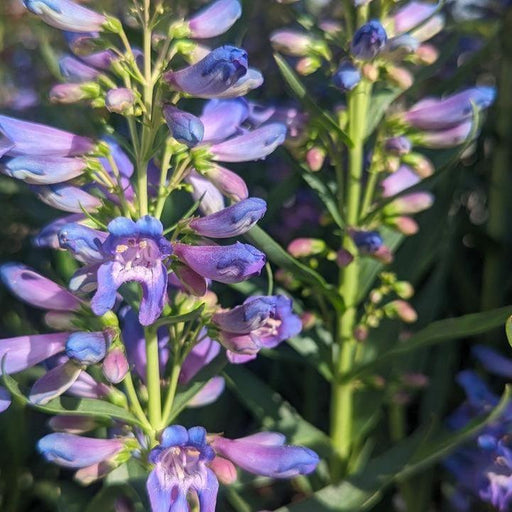 Beardtongue, Pristine Blue Beardtongue