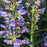 Beardtongue, Pristine Blue Beardtongue