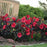 Hibiscus, Summerific® Holy Grail Hibiscus