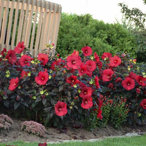 Hibiscus, Summerific® Holy Grail Hibiscus