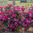 Rose, Highwire Flyer™ Rose