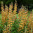 Baptisia, Decadence® Cherries Jubilee Baptisia