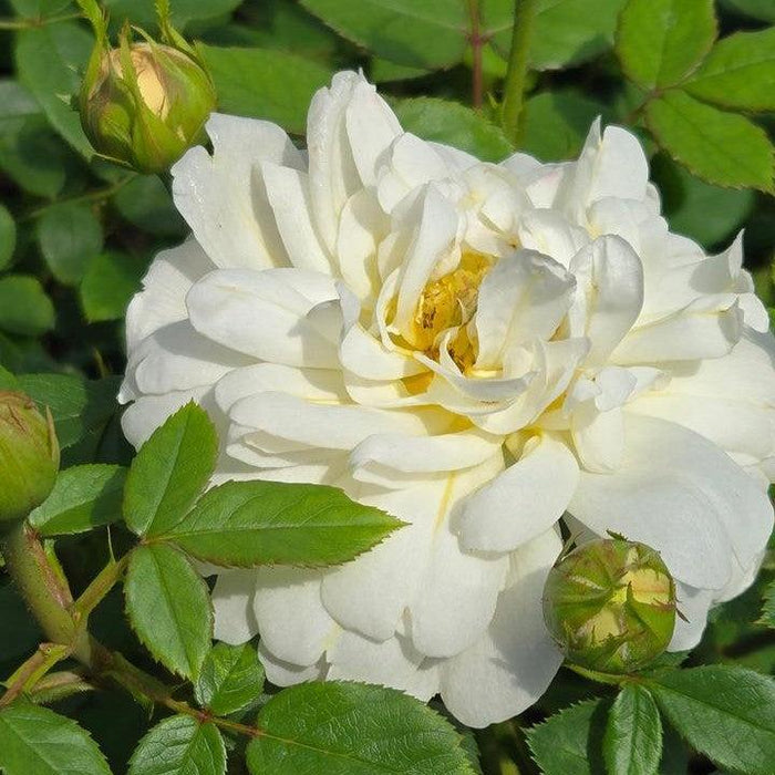 Rose, David Austin Nye Bevan English Shrub Rose