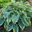 Hosta, PW® Shadowland® Voices in the Wind Hosta