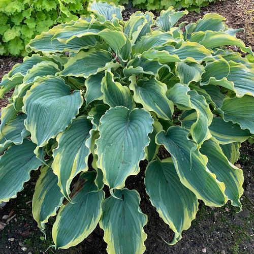 Hosta, PW® Shadowland® Voices in the Wind Hosta