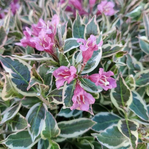 Weigela, My Monet Purple Effect® Weigela