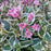 Weigela, My Monet Purple Effect® Weigela