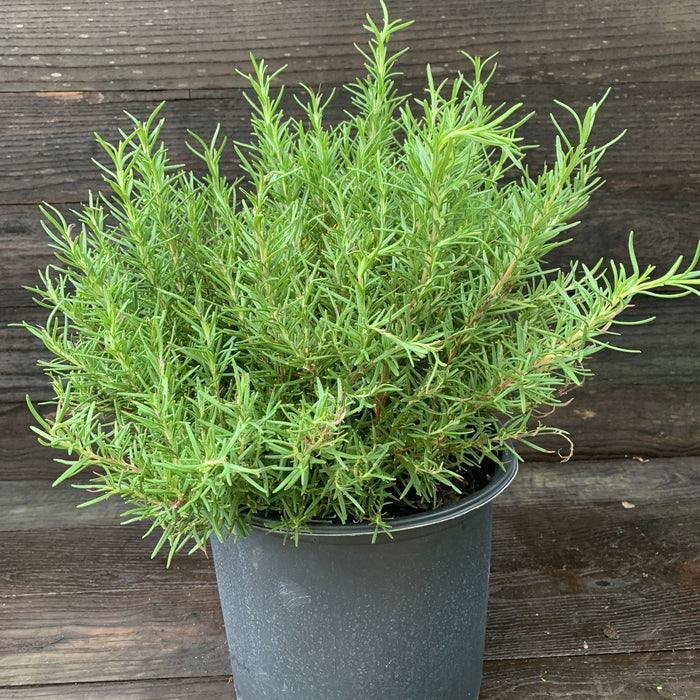 Rosmarinus officinalis 'Tuscan Blue'  - Tuscan Blue Rosemary