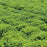 Ilex crenata 'Soft-Touch'  - Soft Touch Japanese Holly