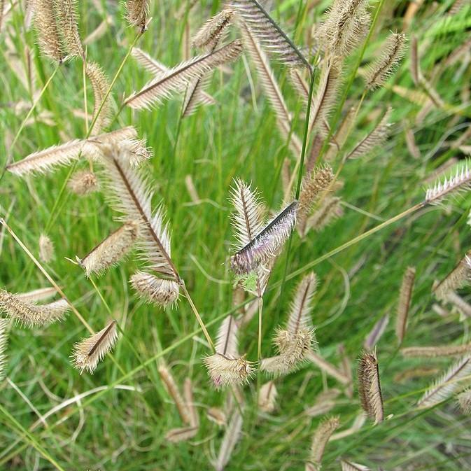 Grass, Blue Grama, Mosquito Grass