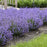 Catmint, Cat's Pajamas Catmint