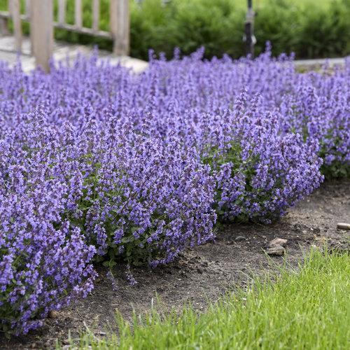 Catmint, Cat's Pajamas Catmint