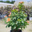 Rose, Orange Glow™ Knock Out® Rose