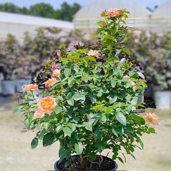 Rose, Orange Glow™ Knock Out® Rose