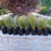 Grass, Mexican Feather Grass