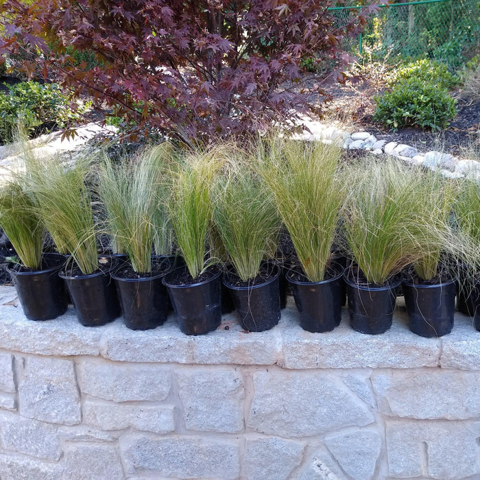 Grass, Mexican Feather Grass