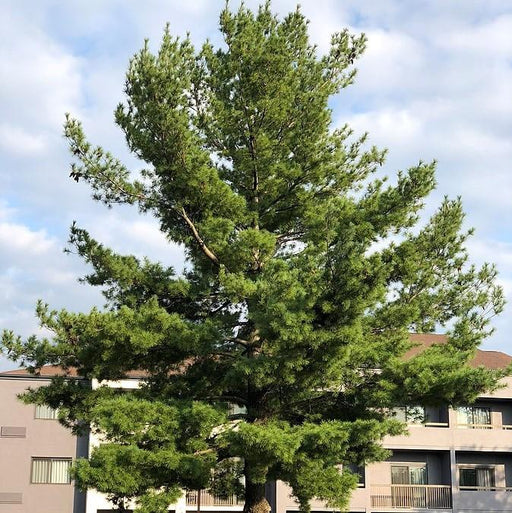 Pine, White Pine