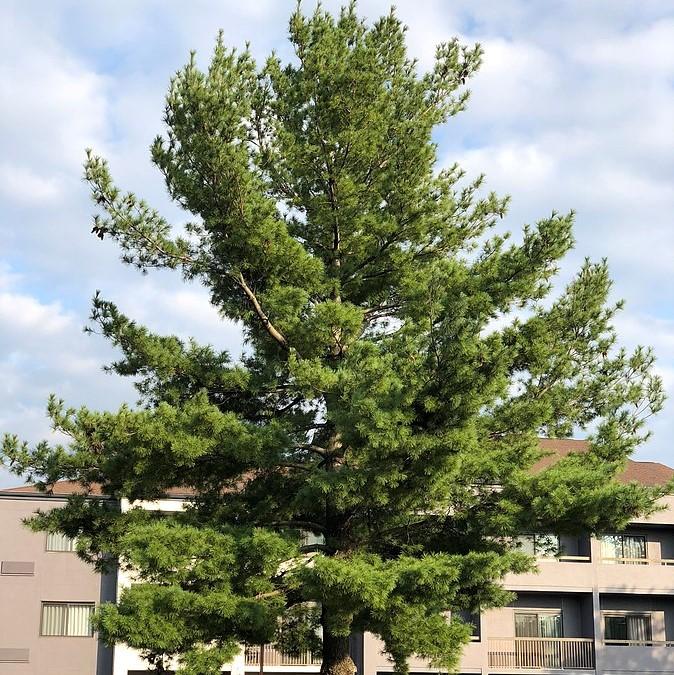 Pine, White Pine