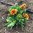 Blanket Flower, Spintop™ Red Starburst Blanket Flower