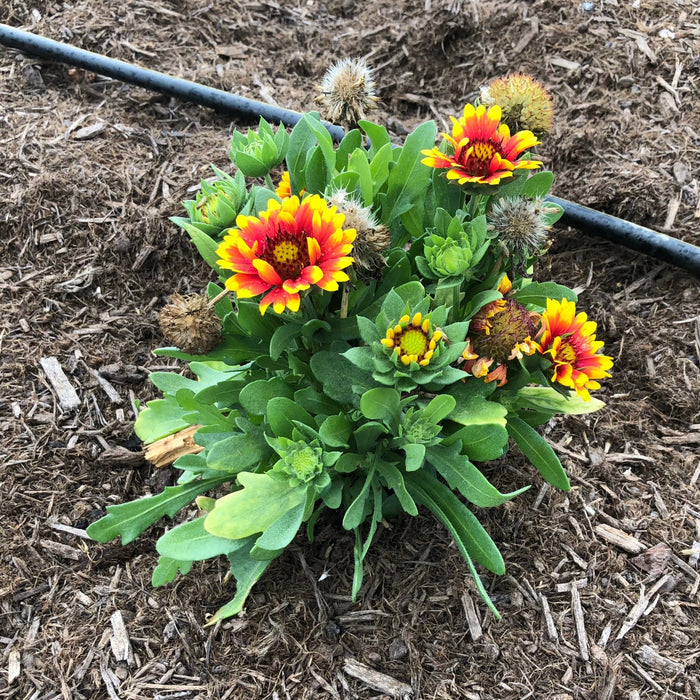 Blanket Flower, Spintop™ Red Starburst Blanket Flower