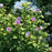 Hibiscus, PW® Paraplu Adorned® Rose of Sharon