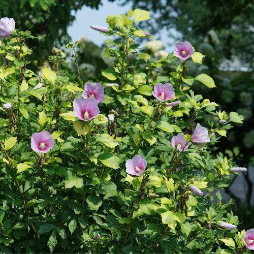 Hibiscus, PW® Paraplu Adorned® Rose of Sharon