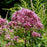 Joe Pye Weed, Baby Joe Coastal Plain