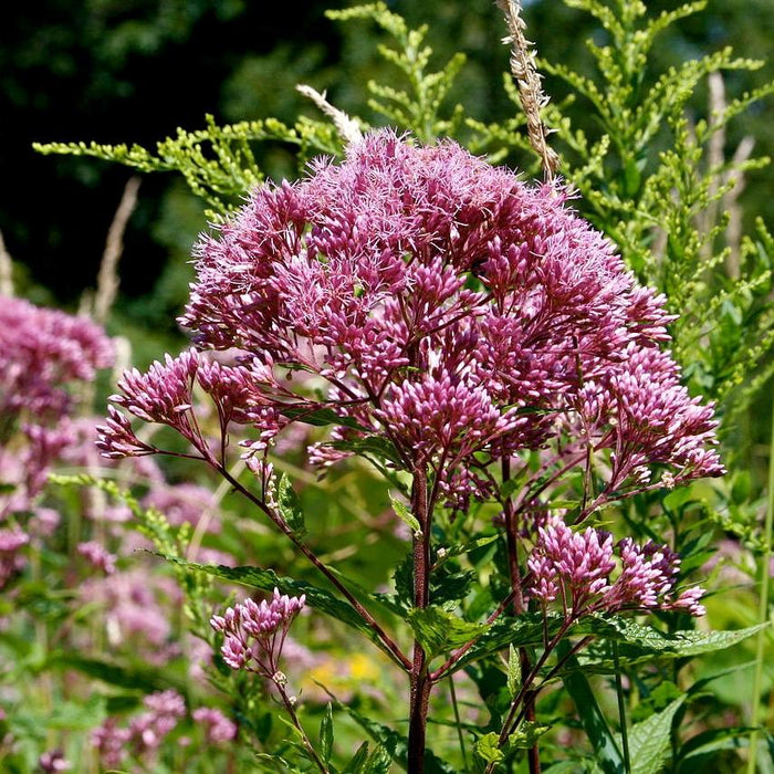 Joe Pye Weed, Baby Joe Coastal Plain
