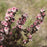 Ninebark, Tiny Wine® Ninebark