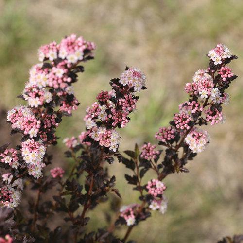 Ninebark, Tiny Wine® Ninebark