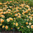 Rose, Flower Carpet® Amber Rose