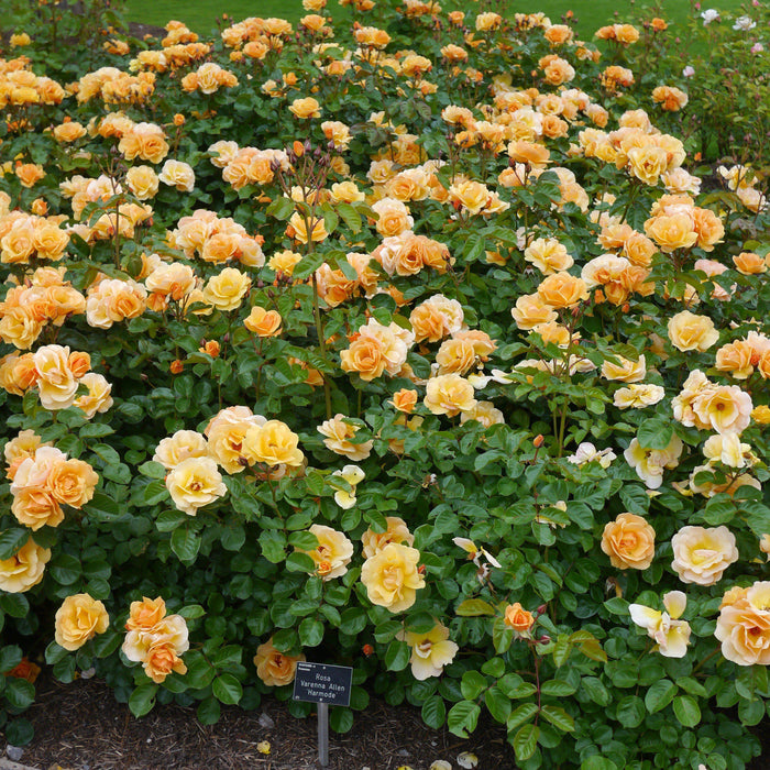 Rose, Flower Carpet Amber Rose  Mackey's
