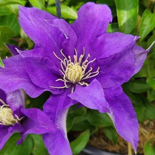 Clematis, Boulevard® Olympia™ Clematis