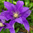 Clematis, Boulevard® Olympia™ Clematis
