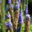 Speedwell, Royal Candles Veronica