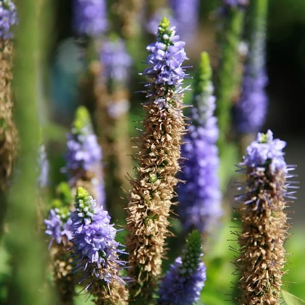 Speedwell, Royal Candles Veronica