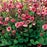 Avens, Tempo™ Rose Avens
