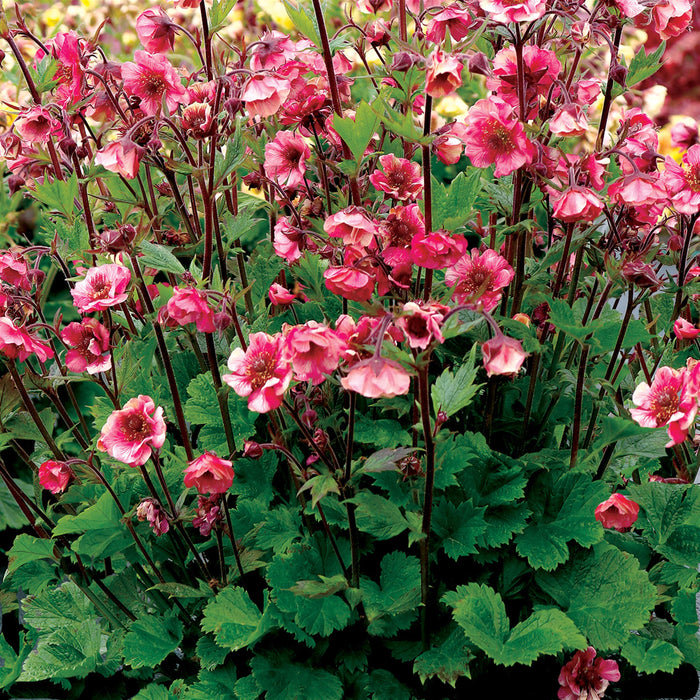 Avens, Tempo™ Rose Avens