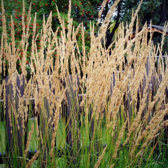 Grass, Karl Foerster's Feather Reed Grass