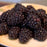 Raspberry, Bristol Black Raspberry