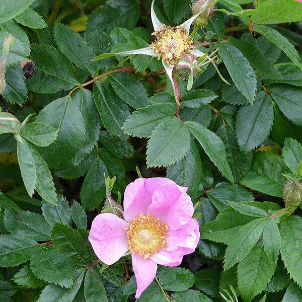 Rose, Virginia Rose