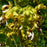Senna hebecarpa  - Wild Senna