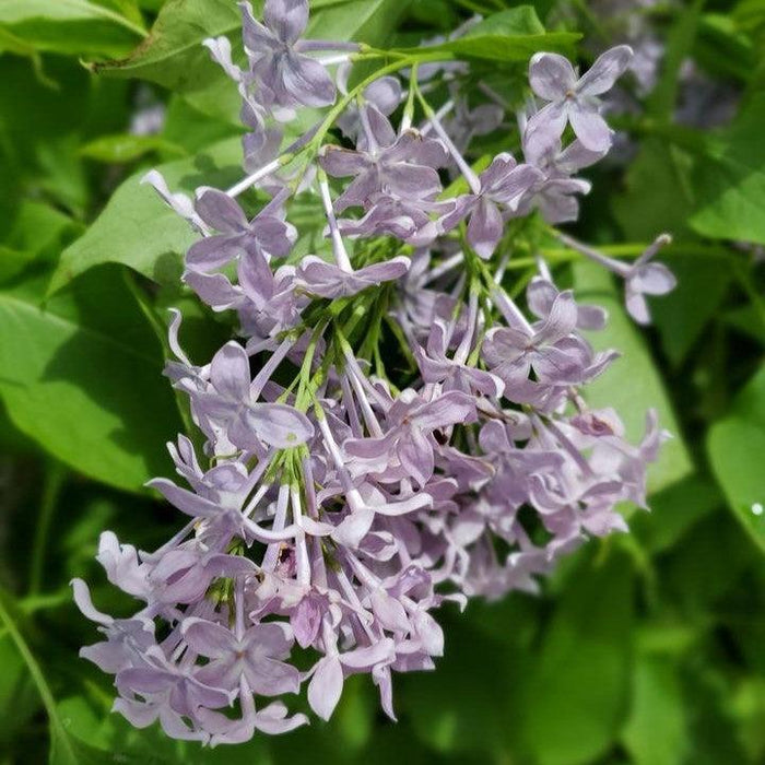 Lilac, New Age™ Lavender Lilac
