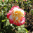 Rose, Double Delight Rose