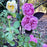 Rose, Charles Rennie Mackintosh Rose