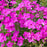 Phlox, Woodlander Pink Phlox