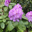 Rhododendron, Minnetonka Rhododendron